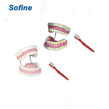 Dental Study Model Boxes, Dental Training Modelle, Dental Model Base